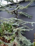 Cedrus libani