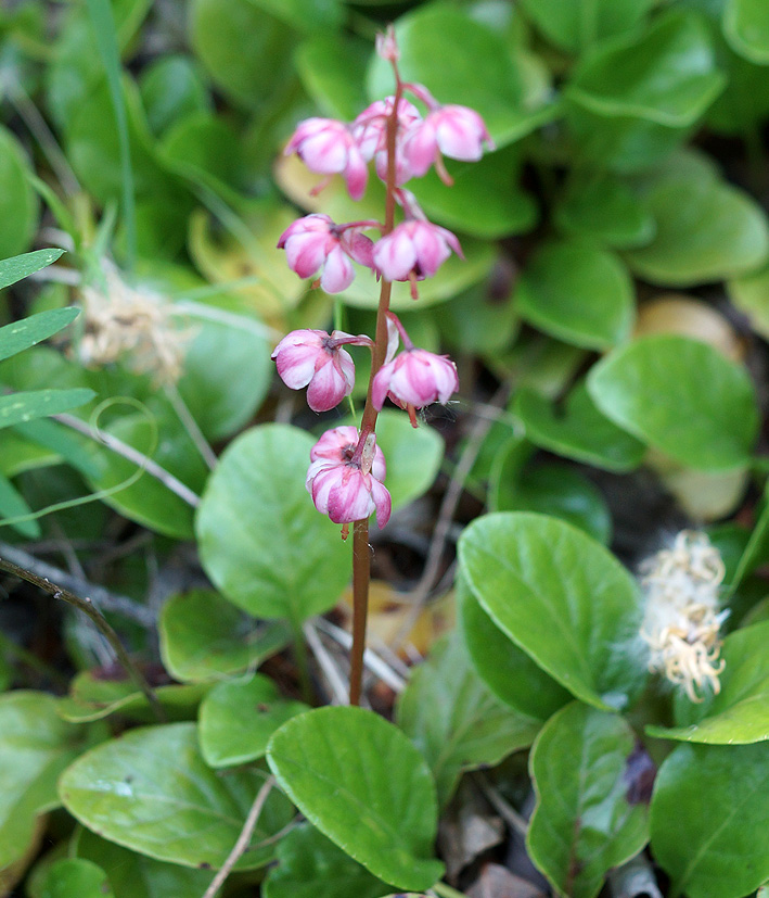 Изображение особи Pyrola incarnata.