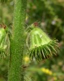 Agrimonia procera