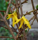 genus Forsythia