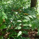 Lathyrus vernus. Плодоносящее растение. Свердловская обл., Североуральский городской округ, окр. пос. Сосьва, смешанный лес, обочина дороги, ведущая к бывшей дер. Воскресенка. 13.06.2015.