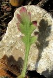 Image of taxon representative. Author is Александр Фатерыга