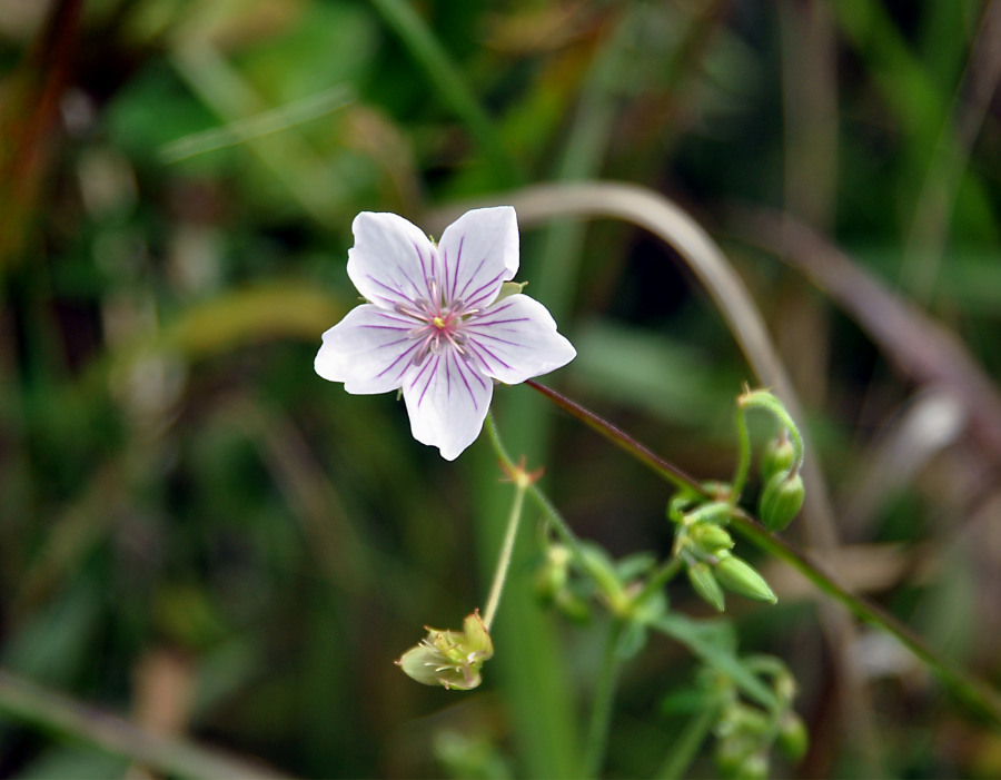 Изображение особи Geranium sieboldii.