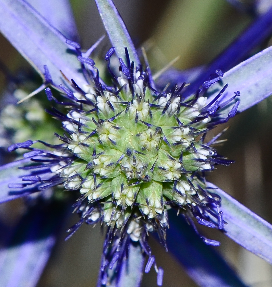 Image of Eryngium creticum specimen.