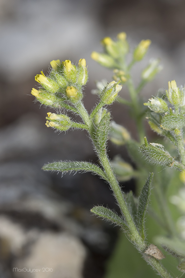 Image of Alyssum hirsutum specimen.