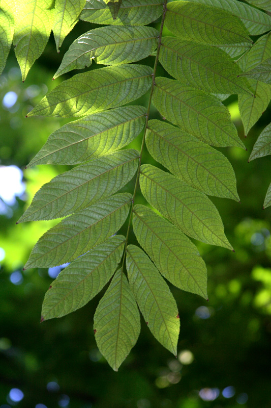 Image of Juglans mandshurica specimen.
