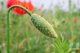 Papaver rhoeas