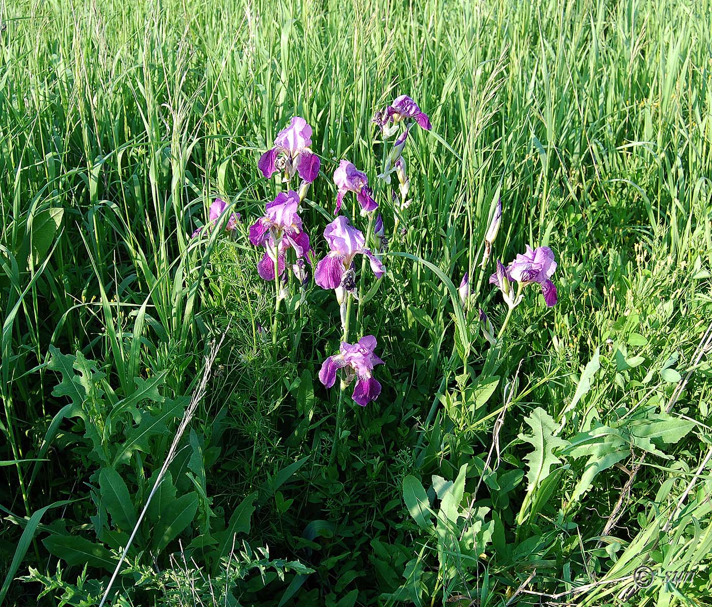 Image of Iris germanica specimen.