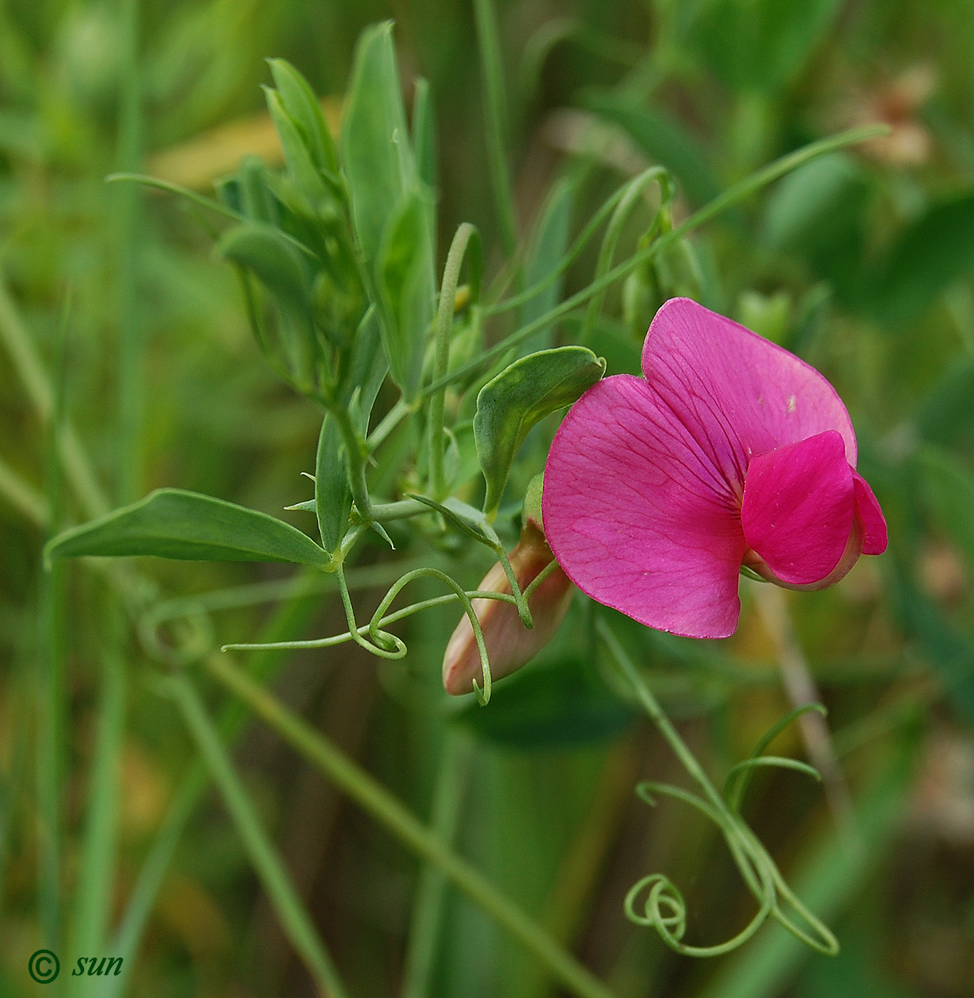 Изображение особи Lathyrus tuberosus.