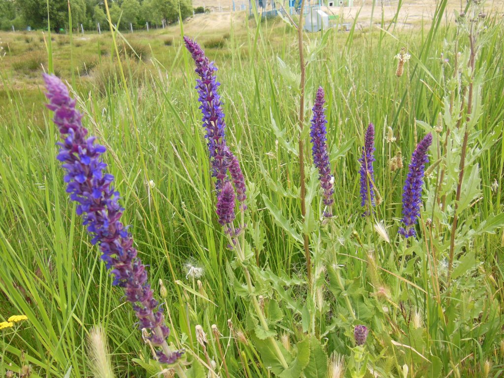 Изображение особи Salvia tesquicola.