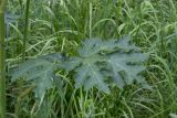 Heracleum sibiricum