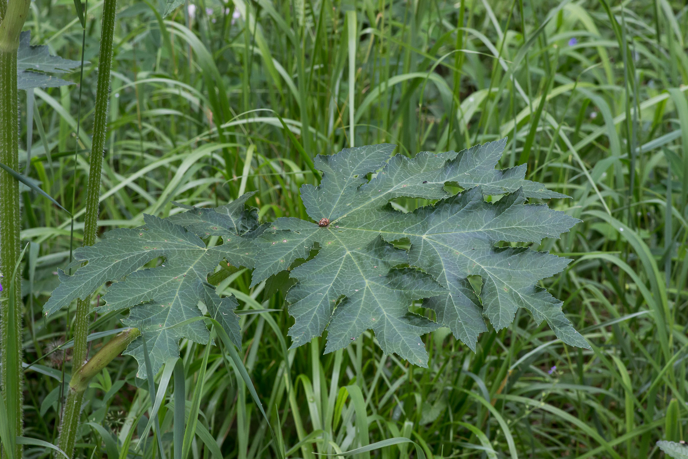 Изображение особи Heracleum sibiricum.