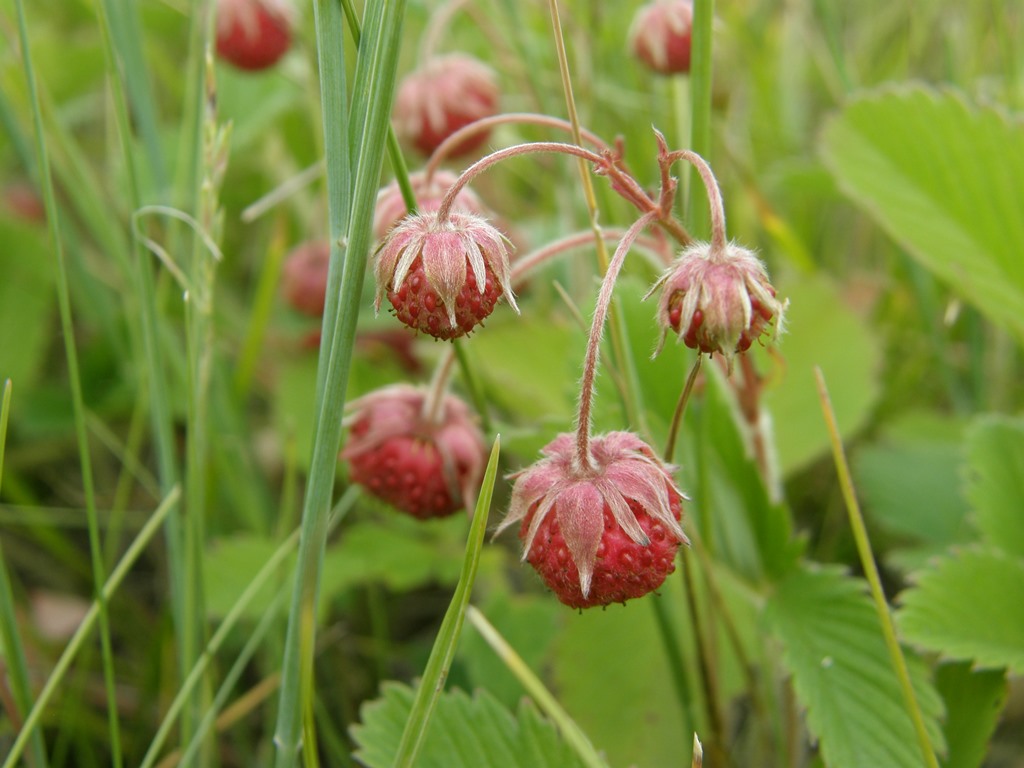 Image of Fragaria viridis specimen.