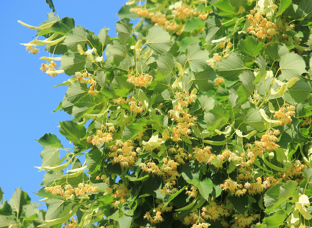 Изображение особи Tilia begoniifolia.