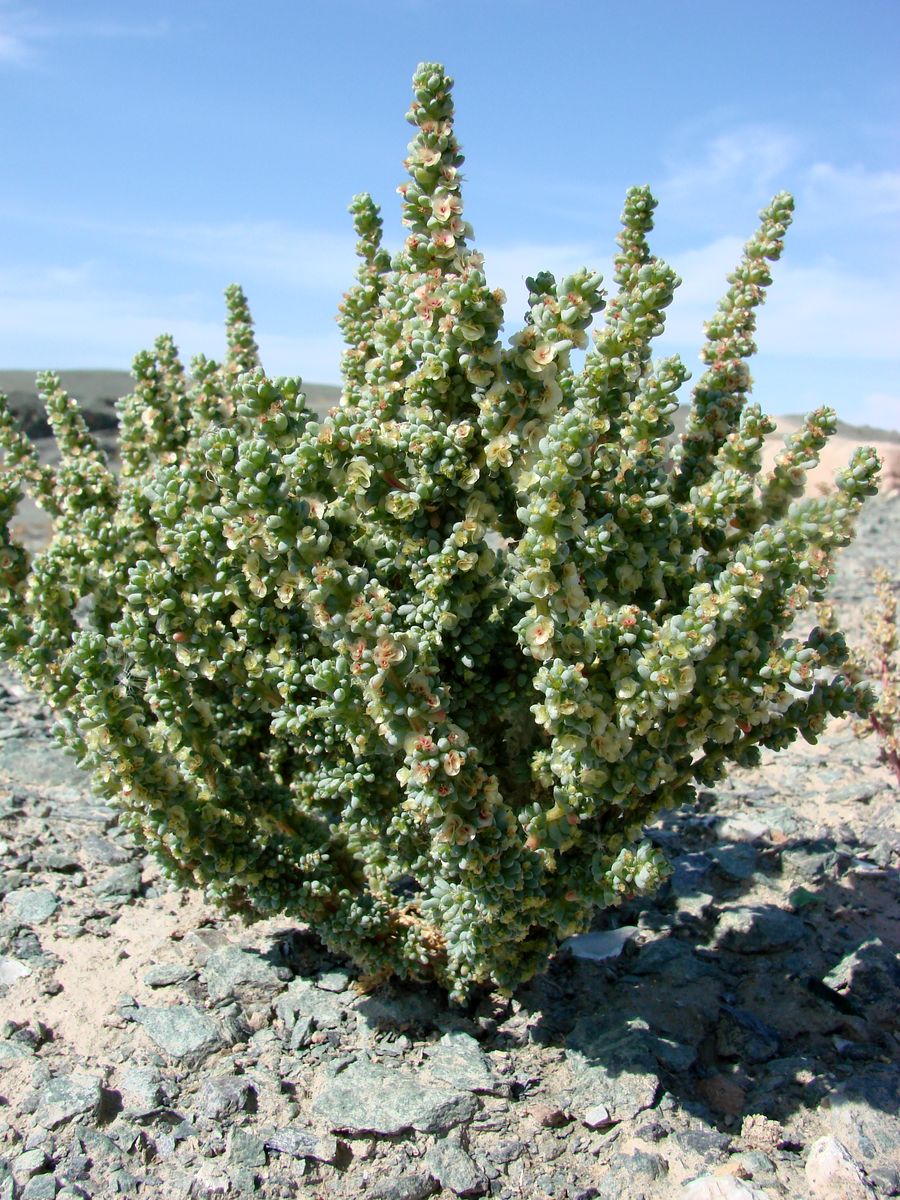 Image of Halogeton glomeratus specimen.