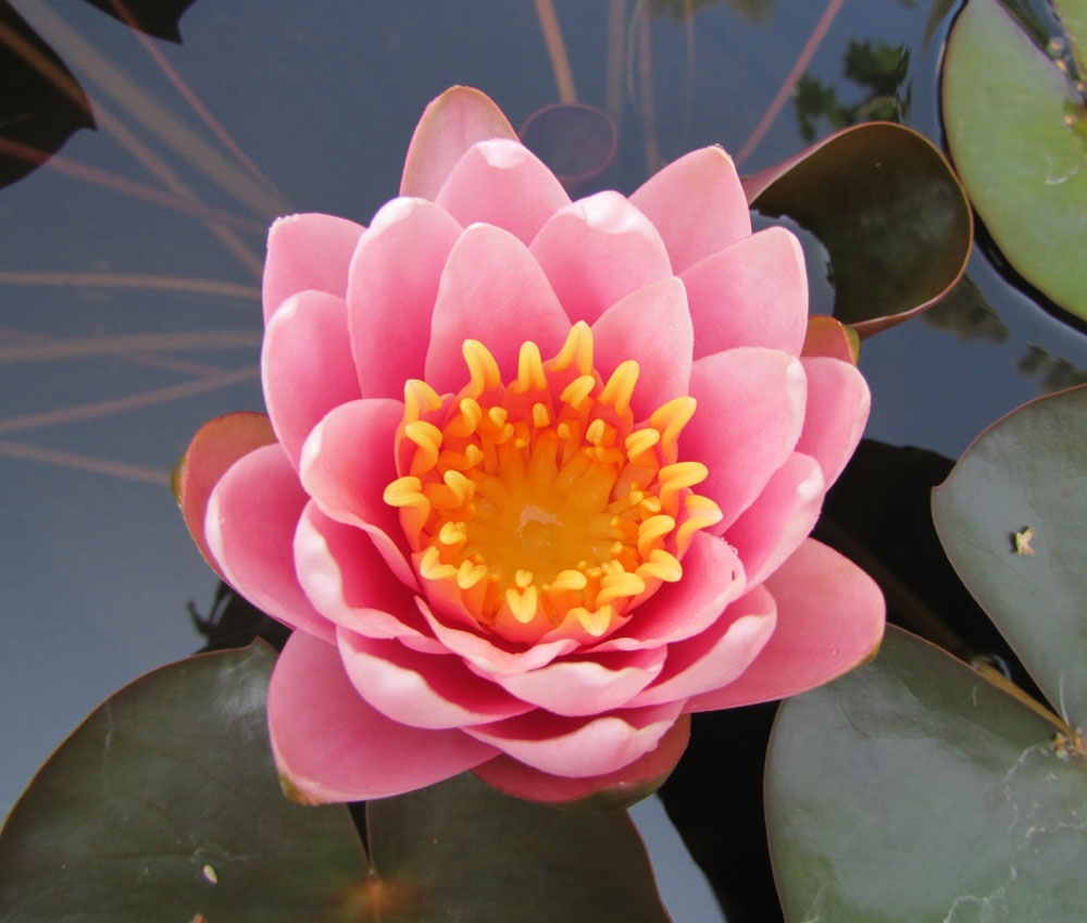 Image of Nymphaea &times; marliacea specimen.
