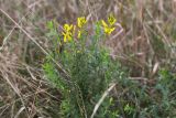 Genista tinctoria