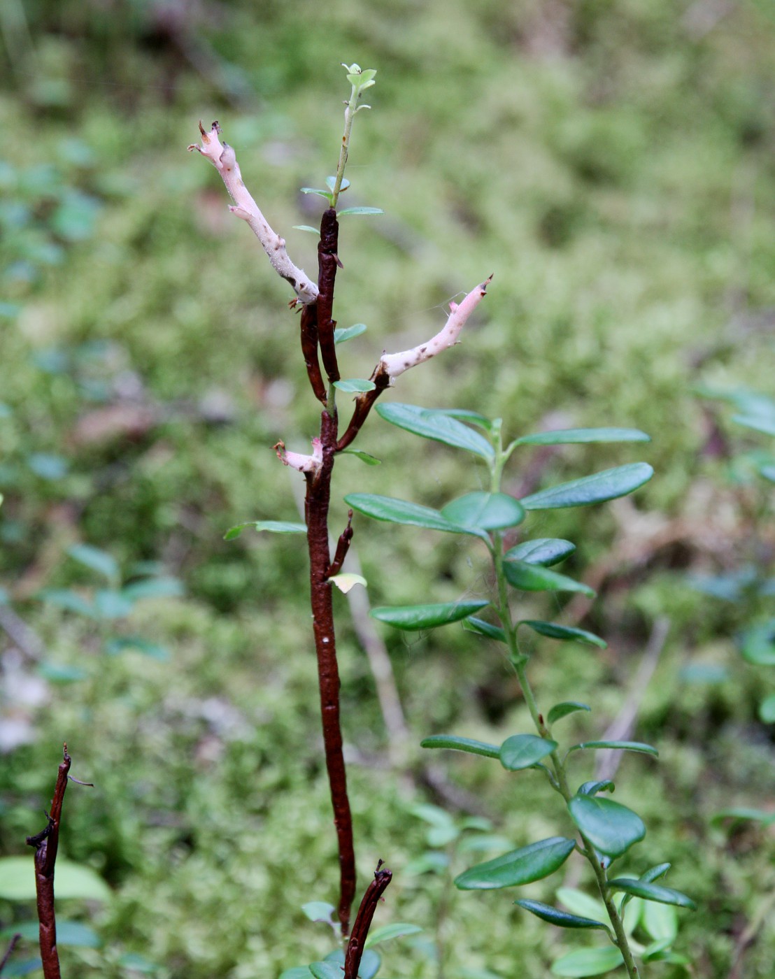 Изображение особи Vaccinium vitis-idaea.