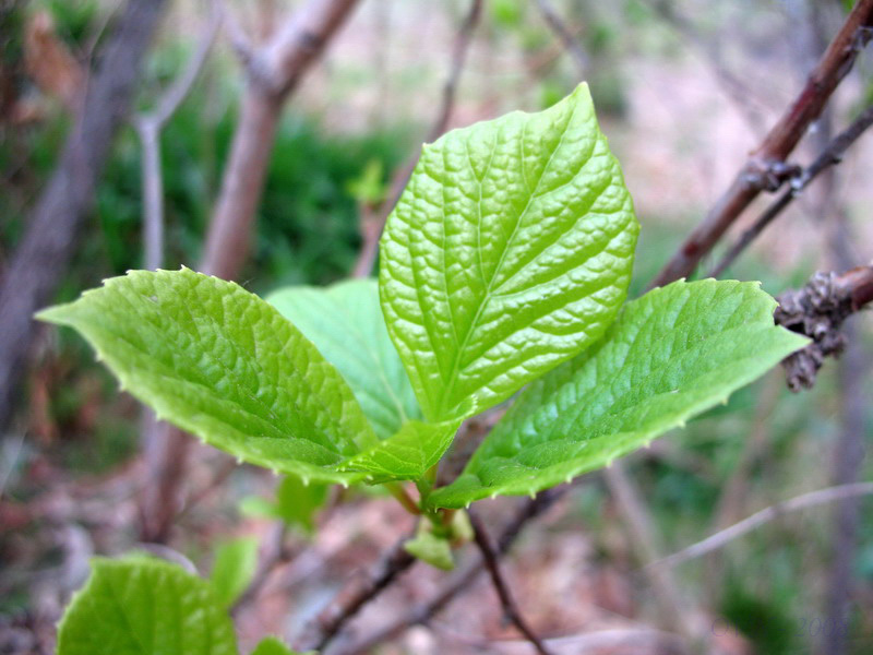 Изображение особи Schisandra chinensis.