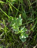 Corydalis conorhiza