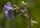 Polemonium caeruleum