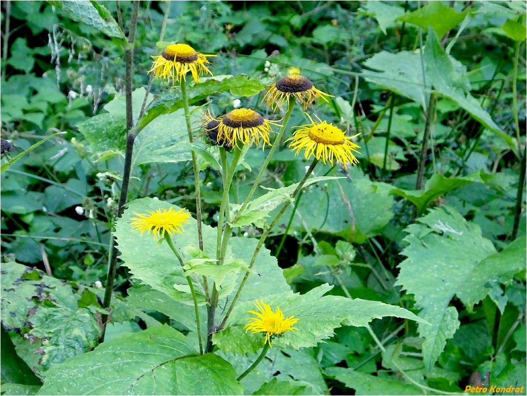 Изображение особи Telekia speciosa.