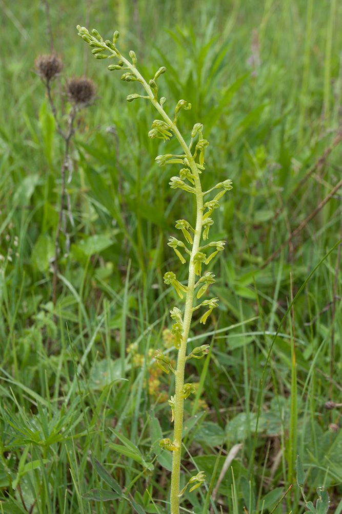 Image of Listera ovata specimen.