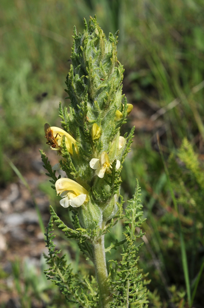 Изображение особи Pedicularis talassica.