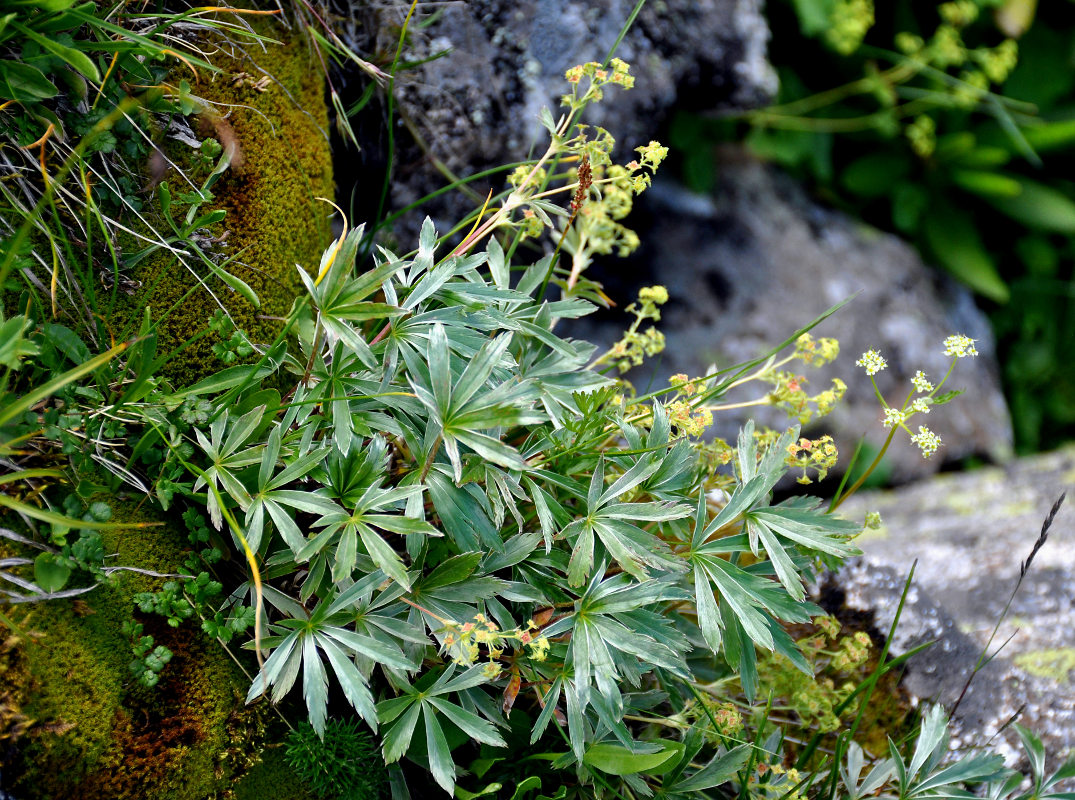 Image of Alchemilla sericea specimen.