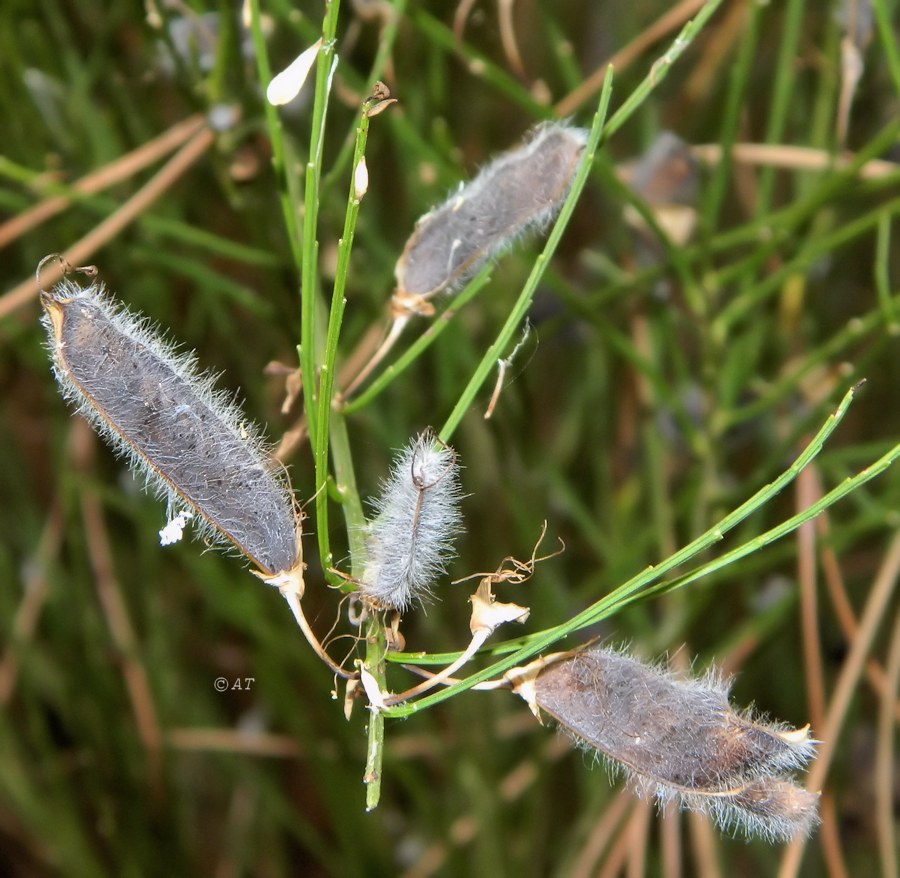 Image of Cytisus oromediterraneus specimen.