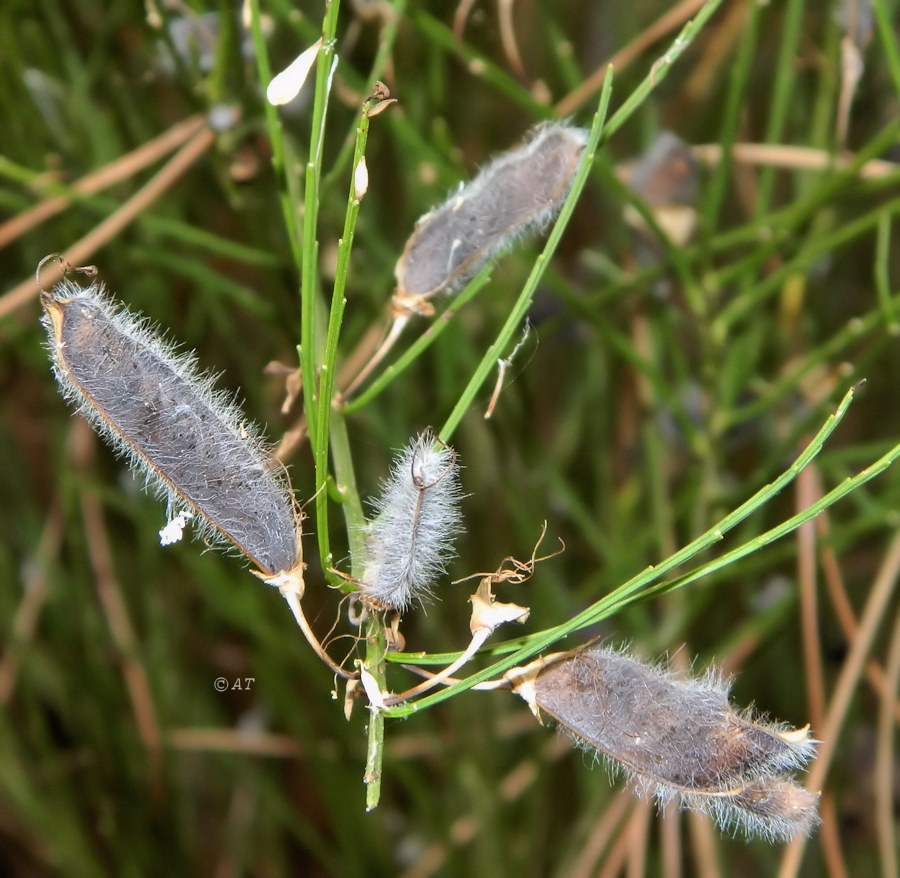 Изображение особи Cytisus oromediterraneus.