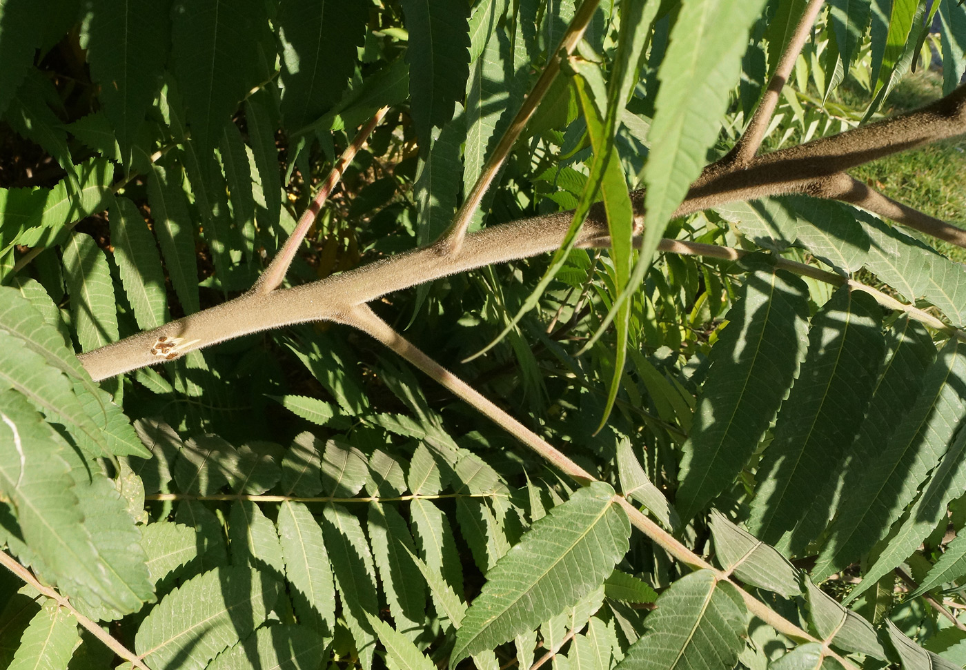 Image of Rhus typhina specimen.