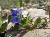 Veronica persica