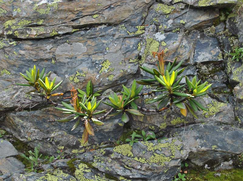 Image of Rhododendron caucasicum specimen.