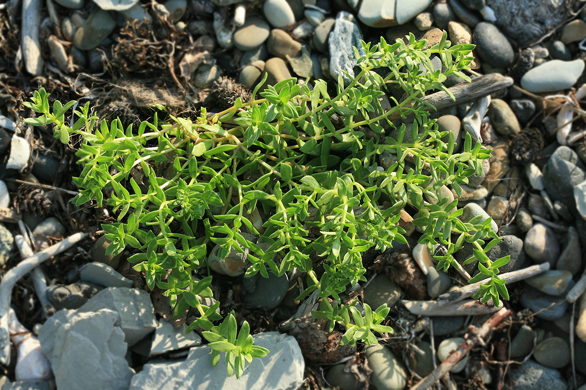 Изображение особи Honckenya peploides ssp. major.