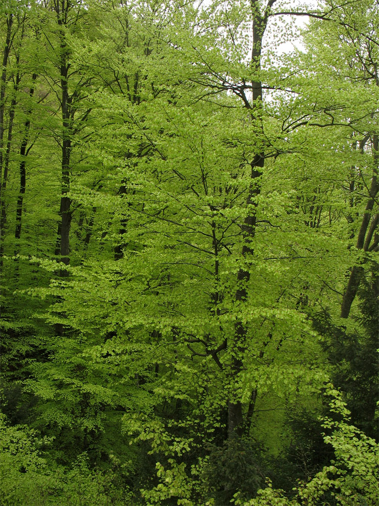 Image of Fagus sylvatica specimen.