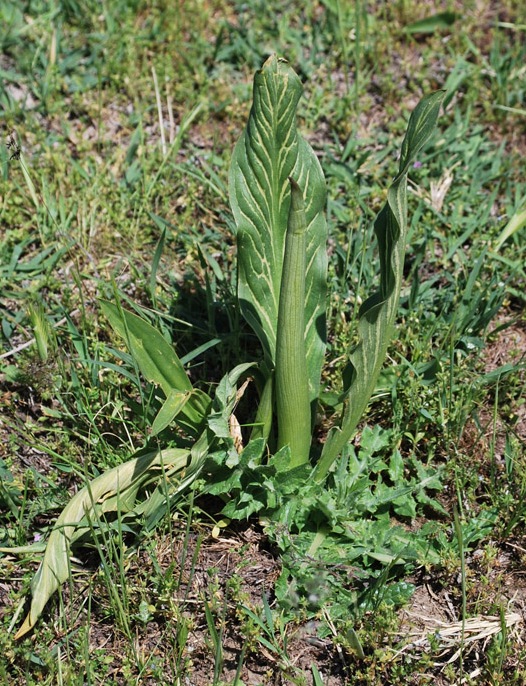 Image of Eminium lehmannii specimen.