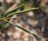 Image of taxon representative. Author is Денис Мирин