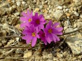 Primula cuneifolia. Цветущее растение. Магаданская обл., Ольский р-н, бассейн р. Окса, на щебнистой сопке. 31.05.2008.