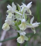 Dactylorhiza sambucina