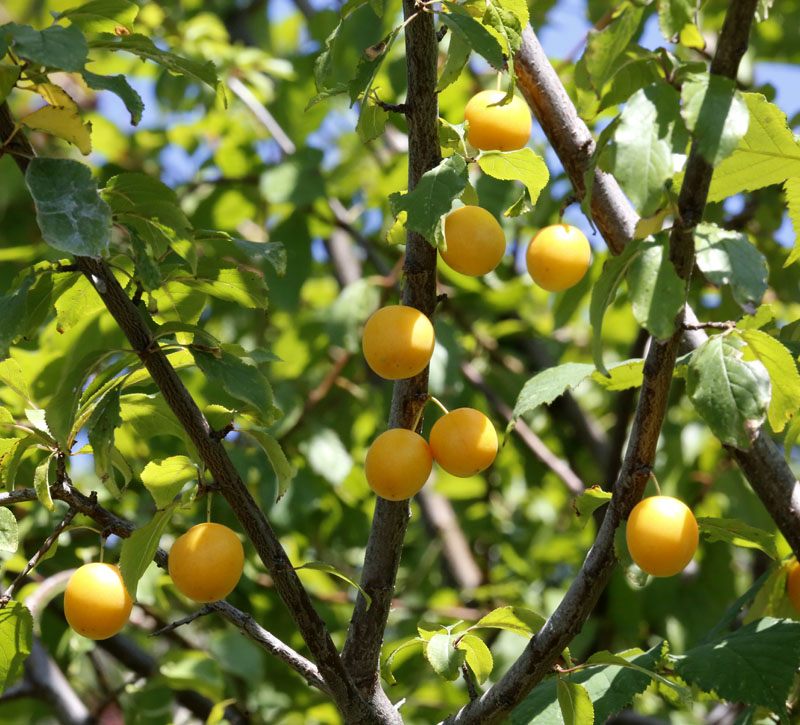 Изображение особи Prunus cerasifera.