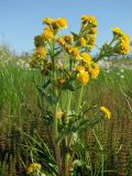 Tephroseris palustris. Верхушка цветущего растения среди цветущего Hippuris vulgaris. Магаданская обл., Ольский р-н, Ольское шоссе, заболоченная тундра около дороги. 01.07.2016.