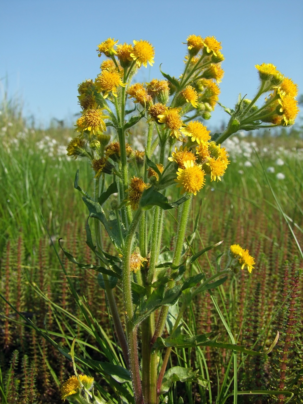 Изображение особи Tephroseris palustris.