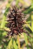 Carex macrocephala. Соплодие. Сахалинская обл., Томаринский р-н, окр. г. Томари, берег Татарского пролива, песчаный пляж. 26.08.2016.