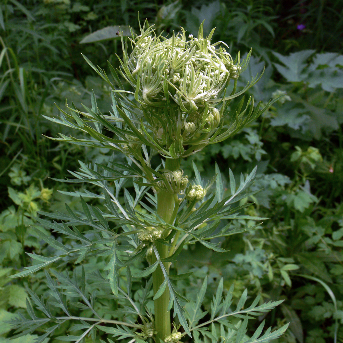 Image of Pleurospermum uralense specimen.