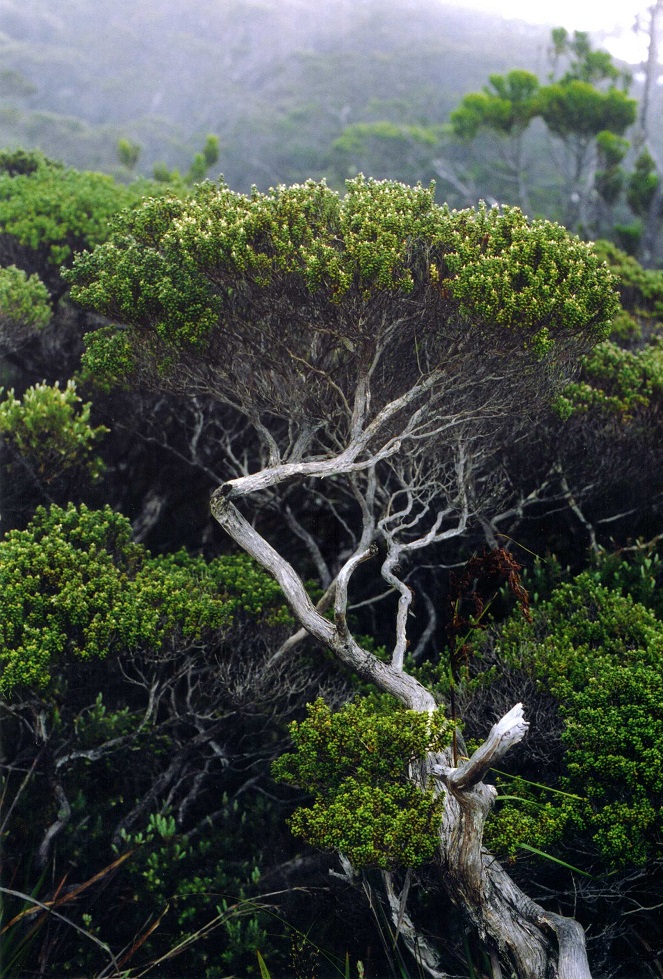 Image of genus Leptospermum specimen.