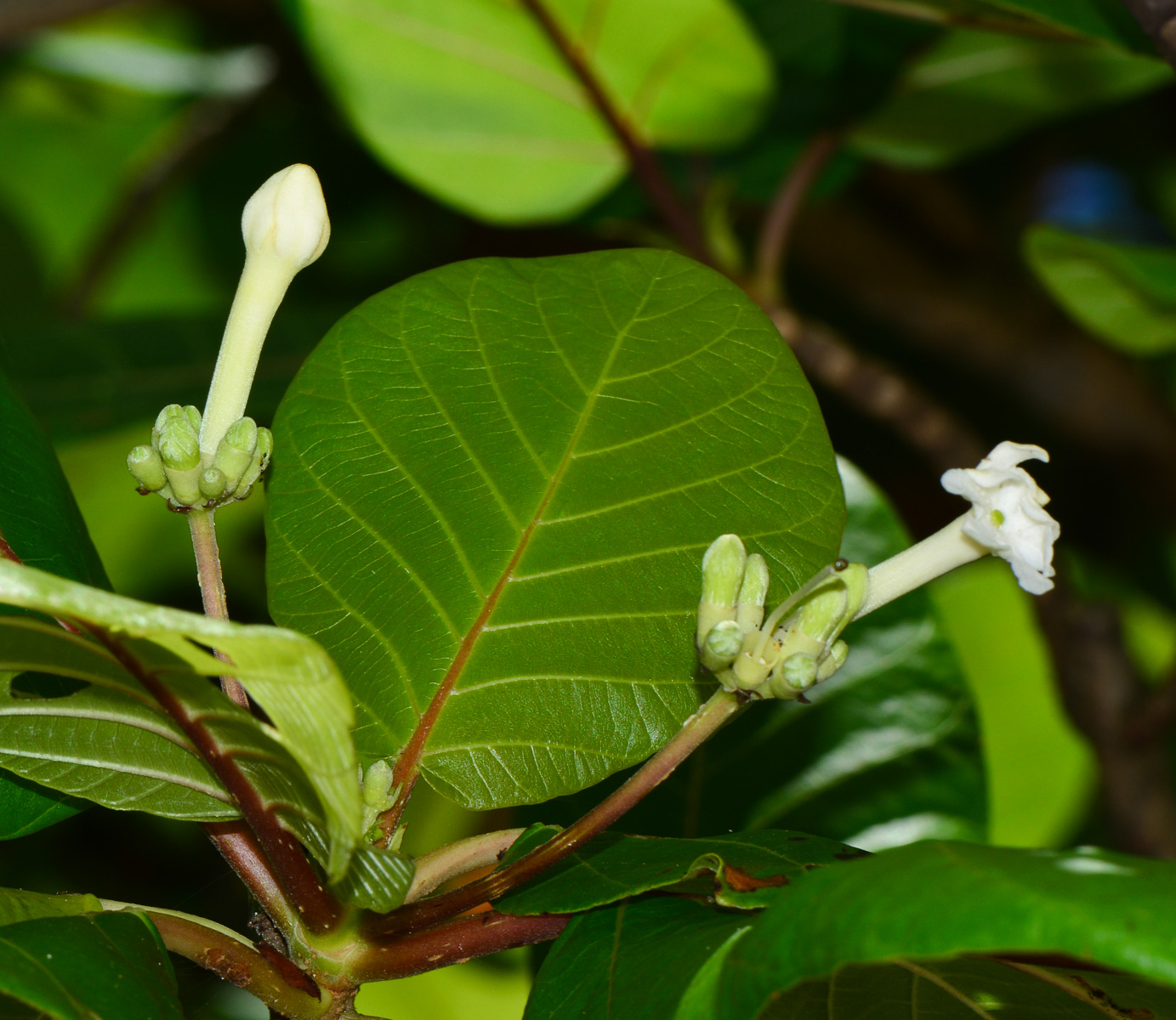 Изображение особи Guettarda speciosa.