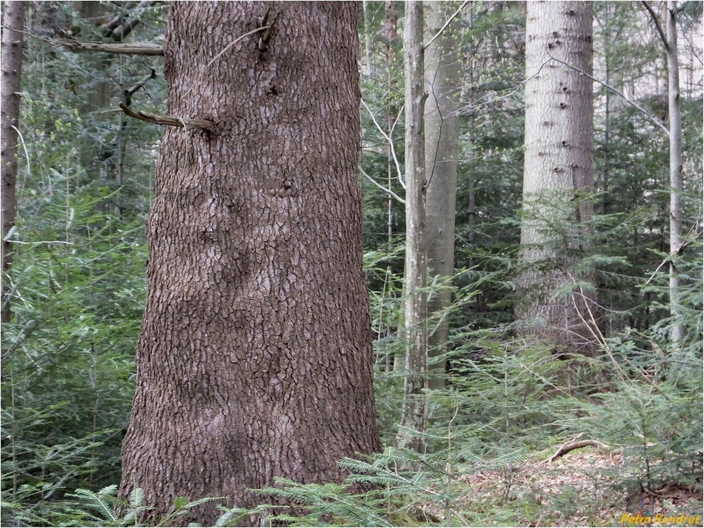 Image of Abies alba specimen.