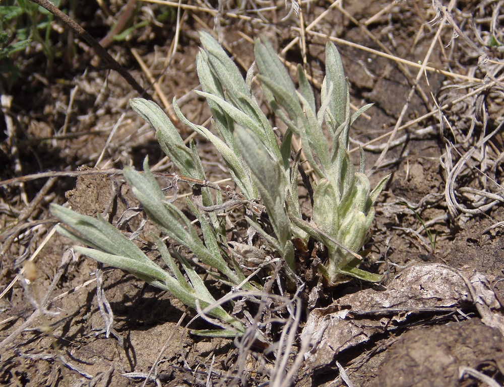 Image of Cymbochasma borysthenica specimen.