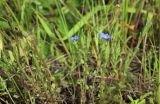 Gentiana pseudoaquatica